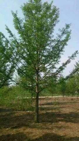 银杏树基地选择的几个标准(图1)