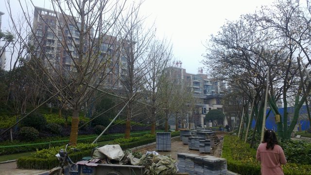 银杏树工程(图1)