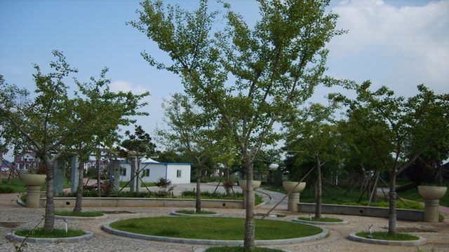 银杏树工程(图4)